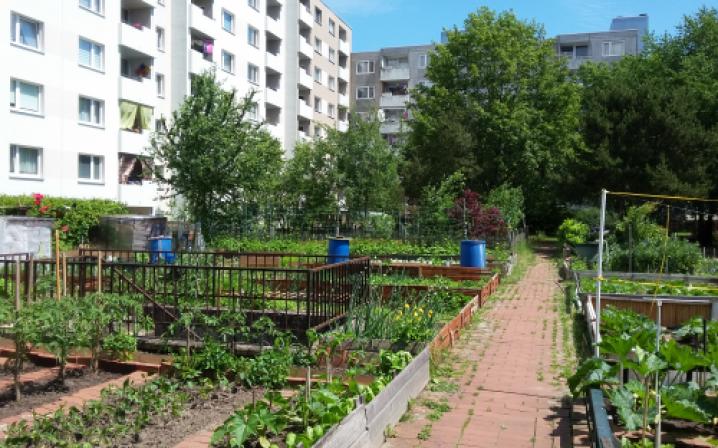 Gemeinsam Grün - Gemüse an- und Vorurteile abbauen - GemeinschaftsGärten in der Sozialen Arbeit Bild 2